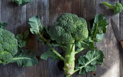 Broccoli: tutti i benefici dell’alimento superfood