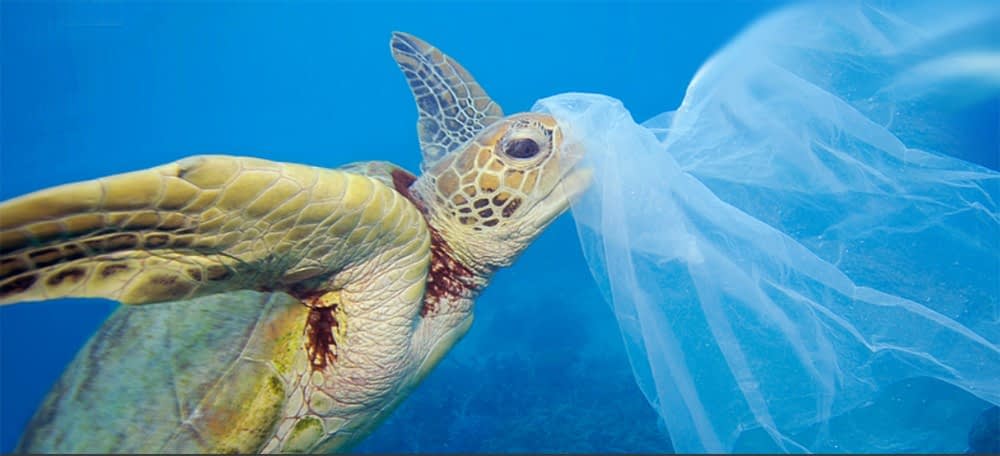 Inquinamento marino da plastica