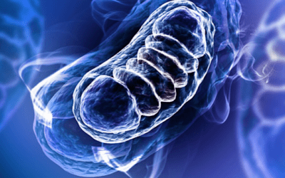 Trapianto mitocondriale: una tecnica per riparare gli organi 