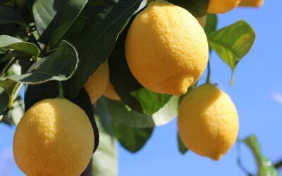 Limoni per la ricerca contro il cancro, dal 1° al 15 marzo