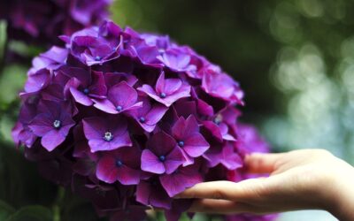 Gardensia, due fiori per le donne con sclerosi multipla