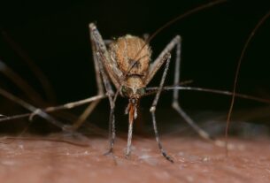 West Nile: altre tre vittime solo nella giornata di ieri