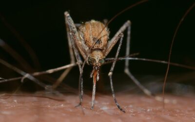 West Nile: altre tre vittime solo nella giornata di ieri
