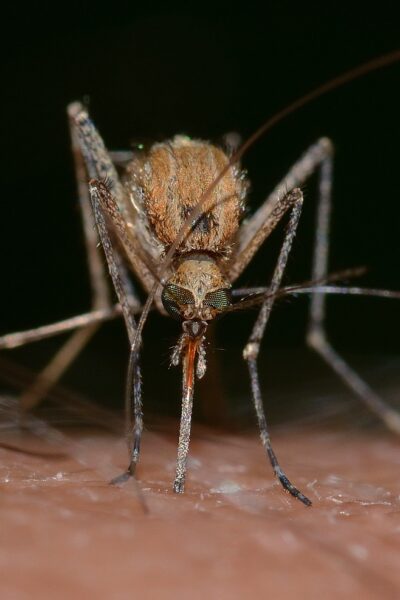 West Nile: altre tre vittime solo nella giornata di ieri