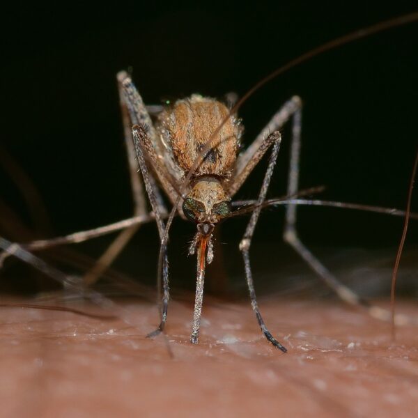 West Nile: altre tre vittime solo nella giornata di ieri