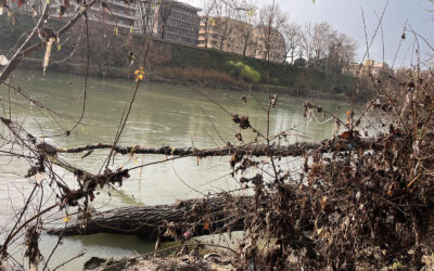 Una bella storia dal Tevere