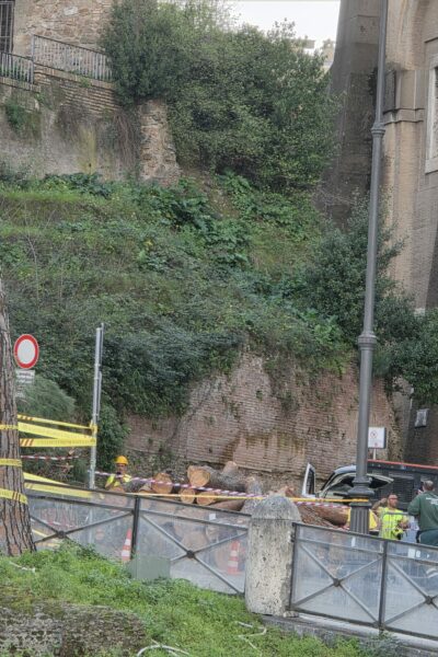 Abbattimenti incombenti sugli alberi di Roma