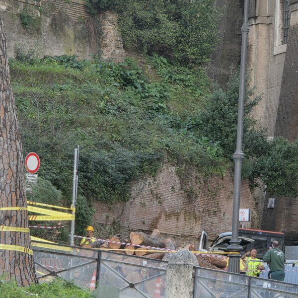 Abbattimenti incombenti sugli alberi di Roma