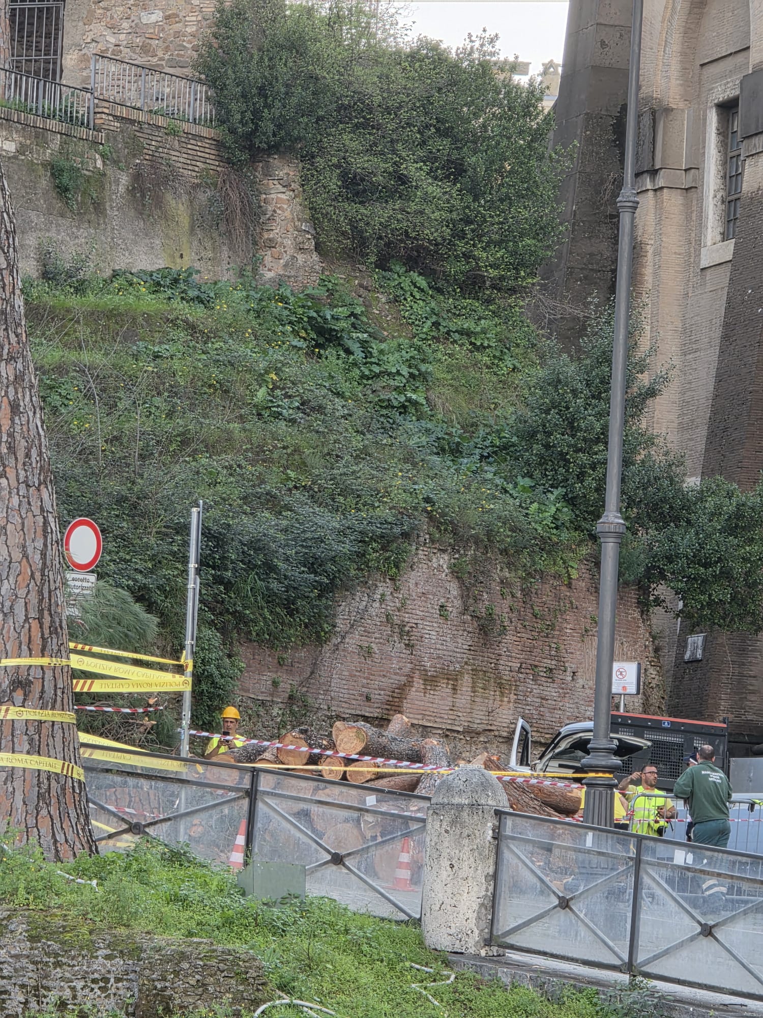 Abbattimenti incombenti sugli alberi di Roma